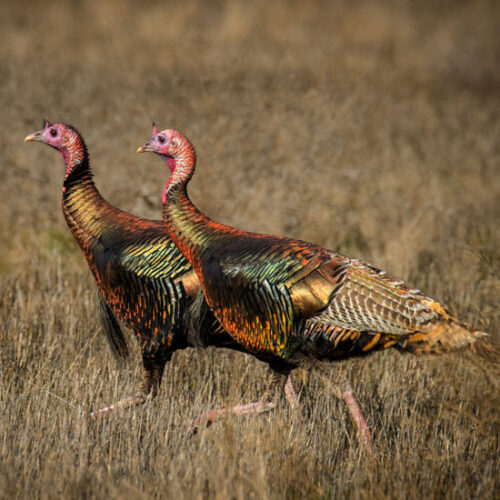 Wild Turkey History